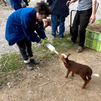 socio educatif sortie ferme animaux educateurs liberaux